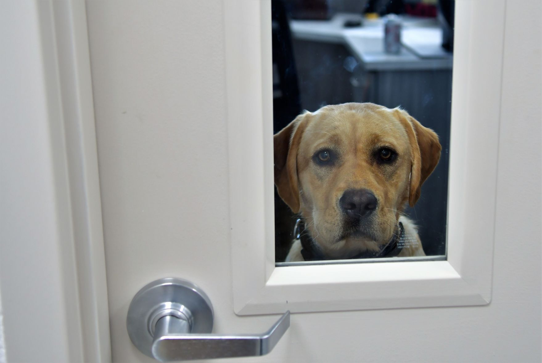 Franklin County Animal Shelter grand opening